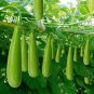 100 PCS Seeds Bottle Gourd Seeds NAM Tao Yao (Asian Vegetable)