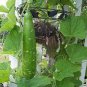 100 PCS Seeds Bottle Gourd Seeds NAM Tao Yao (Asian Vegetable)