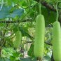 100 PCS Seeds Bottle Gourd Seeds NAM Tao Yao (Asian Vegetable)