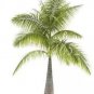 20 PCS Seeds Bottle Palm