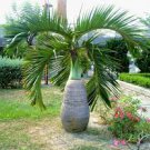 10 PCS Seeds Bottle Palm Flores Exotic Plants Tree Home Garden Balcony