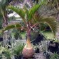 10 PCS Seeds Bottle Palm Flores Exotic Plants Tree Home Garden Balcony