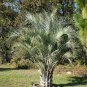 10 PCS Seeds Bottle palm tree Seeds Exotic Plants Bonsai tree Tropical Ornamental flower
