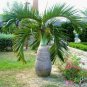 10 PCS Seeds Bottle palm tree Seeds Exotic Plants Bonsai tree Tropical Ornamental flower