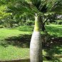 10 PCS Seeds Bottle palm tree Seeds Exotic Plants Bonsai tree Tropical Ornamental flower