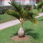 10 PCS Seeds Bottle palm tree Seeds Exotic Plants Bonsai tree Tropical Ornamental flower