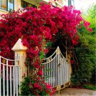 50 PCS Seeds Bougainvillea