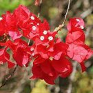 10 PCS Seeds Bougainvillea Plant Seeds Fresh Fire Red Color 10 PCS Seeds Bougainvillea Plant Seeds Fresh Fire Red Color