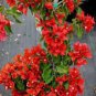 10 PCS Seeds Bougainvillea Plant Seeds Fresh Fire Red Color