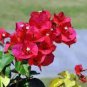 10 PCS Seeds Bougainvillea Plant Seeds Fresh Fire Red Color