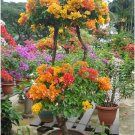 50 PCS Seeds Bougainvillea Seeds Colorful Bougainvillea Spectabilis Willd Plant
