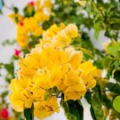 100 PCS Seeds Bougainvillea Seeds Orangish Golden Color 100 PCS Seeds Bougainvillea Seeds Orangish Golden Color
