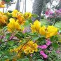103 PCS Seeds Bougainvillea Spectabilis Willd Bonsai Plant