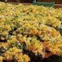 103 PCS Seeds Bougainvillea Spectabilis Willd Bonsai Plant