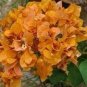 103 PCS Seeds Bougainvillea Spectabilis Willd Bonsai Plant