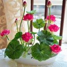 5 PCS Seeds bowl lotus water lily seeds rare Aquatic flower plant seed for home garden