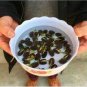 5 PCS Seeds bowl lotus water lily seeds rare Aquatic flower plant seed for home garden