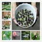 5 PCS Seeds bowl lotus water lily seeds rare Aquatic flower plant seed for home garden