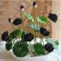 5 PCS Seeds bowl lotus water lily seeds rare Aquatic flower plant seed for home garden
