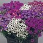 20 PCS Seeds Brachycome Swan River Daisy Mixed Flowers