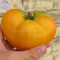 100 PCS Seeds Brandywine Yellow Big Zac Tomato