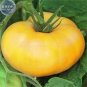 100 PCS Seeds Brandywine Yellow Big Zac Tomato