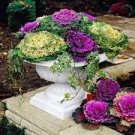 100 PCS Seeds Brassica Oleracea Heirloom Cabbage Flower Bonsai Kale Ornamental Plant 100 PCS Seeds Brassica Oleracea Heirloom Cabbage Flower Bonsai Kale Ornamental Plant