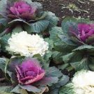 30 PCS Seeds Brassica Oleracea Heirloom Mixed Ornamental Kale 30 PCS Seeds Brassica Oleracea Heirloom Mixed Ornamental Kale