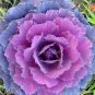30 PCS Seeds Brassica Oleracea Heirloom Mixed Ornamental Kale