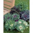 50 PCS Seeds Brassica Oleracea Red White Ornamental Kale Mixed