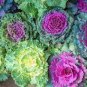 50 PCS Seeds Brassica Oleracea Red White Ornamental Kale Mixed