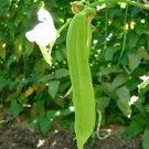3 PCS Seeds Brazil Nut Sword Bean Vegetable Organic
