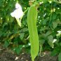 3 PCS Seeds Brazil Nut Sword Bean Vegetable Organic