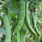 3 PCS Seeds Brazil Nut Sword Bean Vegetable Organic
