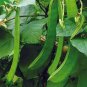 3 PCS Seeds Brazil Nut Sword Bean Vegetable Organic