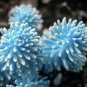 100 PCS Seeds Bright Blue Lithops Livingstones Seeds Bonsai Indoor