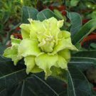 2 PCS Seeds Bright Green Adenium Desert Rose Flower