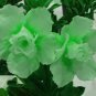 2 PCS Seeds Bright Green Adenium Desert Rose Flower