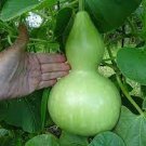 10 PCS Seeds Bright Green Ornamental Bottle Gourd Organic 10 PCS Seeds Bright Green Ornamental Bottle Gourd Organic