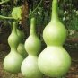 10 PCS Seeds Bright Green Ornamental Bottle Gourd Organic
