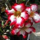 2 PCS Seeds Bright Red Adenium Desert Rose Flower