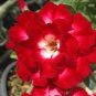 2 PCS Seeds Bright Red Adenium Desert Rose Flower