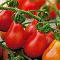 200 PCS Seeds Bright Red Pear Cherry Tomato Organic