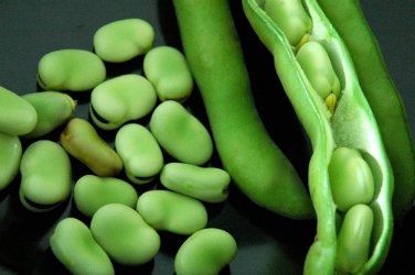 6 PCS Seeds Broad Bean Seed Aquadulce Organic Vegetables