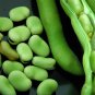 6 PCS Seeds Broad Bean Seed Aquadulce Organic Vegetables