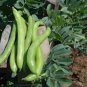 6 PCS Seeds Broad Bean Seed Aquadulce Organic Vegetables