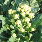 120 PCS Seeds Broccoli Early White Sprouting Green Vegetable 120 PCS Seeds Broccoli Early White Sprouting Green Vegetable