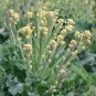 120 PCS Seeds Broccoli Early White Sprouting Green Vegetable