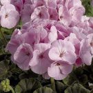 10 PCS Seeds Brookside Fantasy Light Pink Geranium 10 PCS Seeds Brookside Fantasy Light Pink Geranium