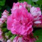 10 PCS Seeds Brookside Fantasy Light Pink Geranium